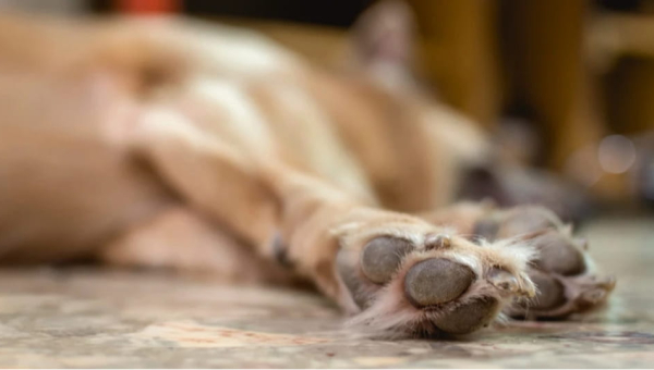 Жорстокість у прямому ефірі: на Житомирщині дівчина розстріляла собаку